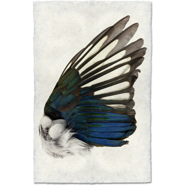 The Magpie Wing (Right) features a vibrant bird wing on a beige, textured handmade paper. Its feathers transition from deep blue at the base to dark green and black tips with hints of white downy feathers, echoing the rich artistic traditions of Nepal.