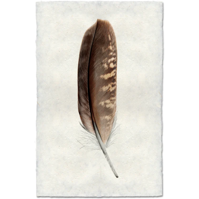 Peregrine Falcon Feather