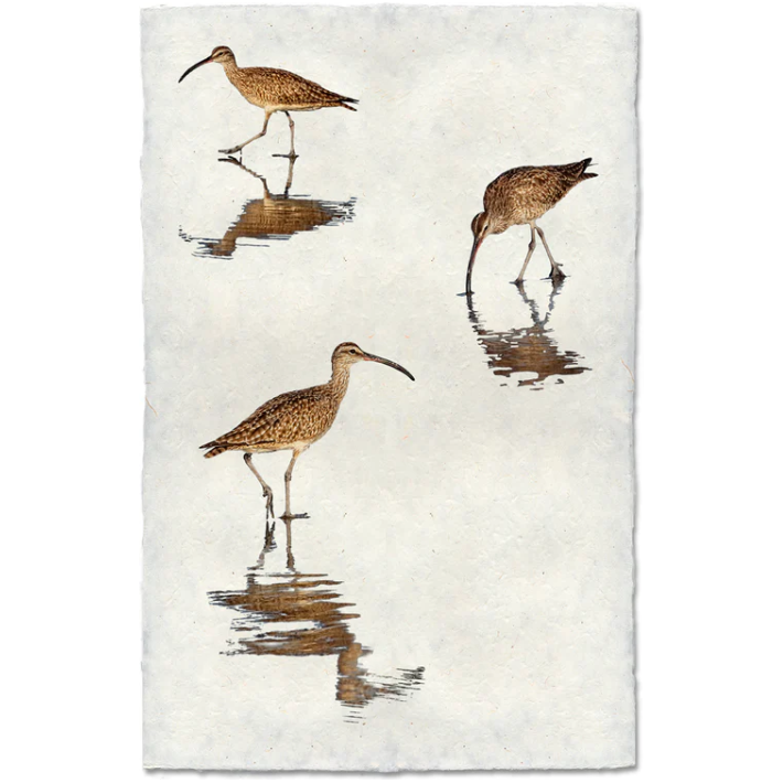 Three Whimbrels