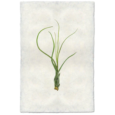 An Airplant, Tillandsia Butzii (9), with long, slender green leaves stretching upwards, is set against a textured, off-white handmade paper backdrop. The plant features a slightly bulbous base with gently curving leaves and is centered both vertically and horizontally in the composition.