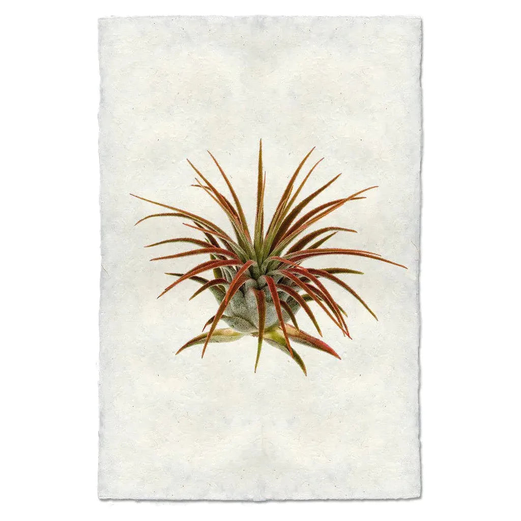 A realistic painting of the Tillandsia Lonatha air plant set against a textured, off-white background on handmade paper. This artwork features long, slender leaves in a gradient of green and reddish-brown tones, fanning symmetrically from the base. The detailed depiction captures the intricate beauty of the plant.