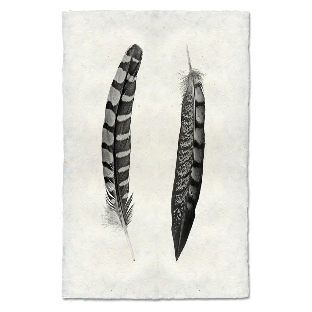 Feather, Curved Feathers