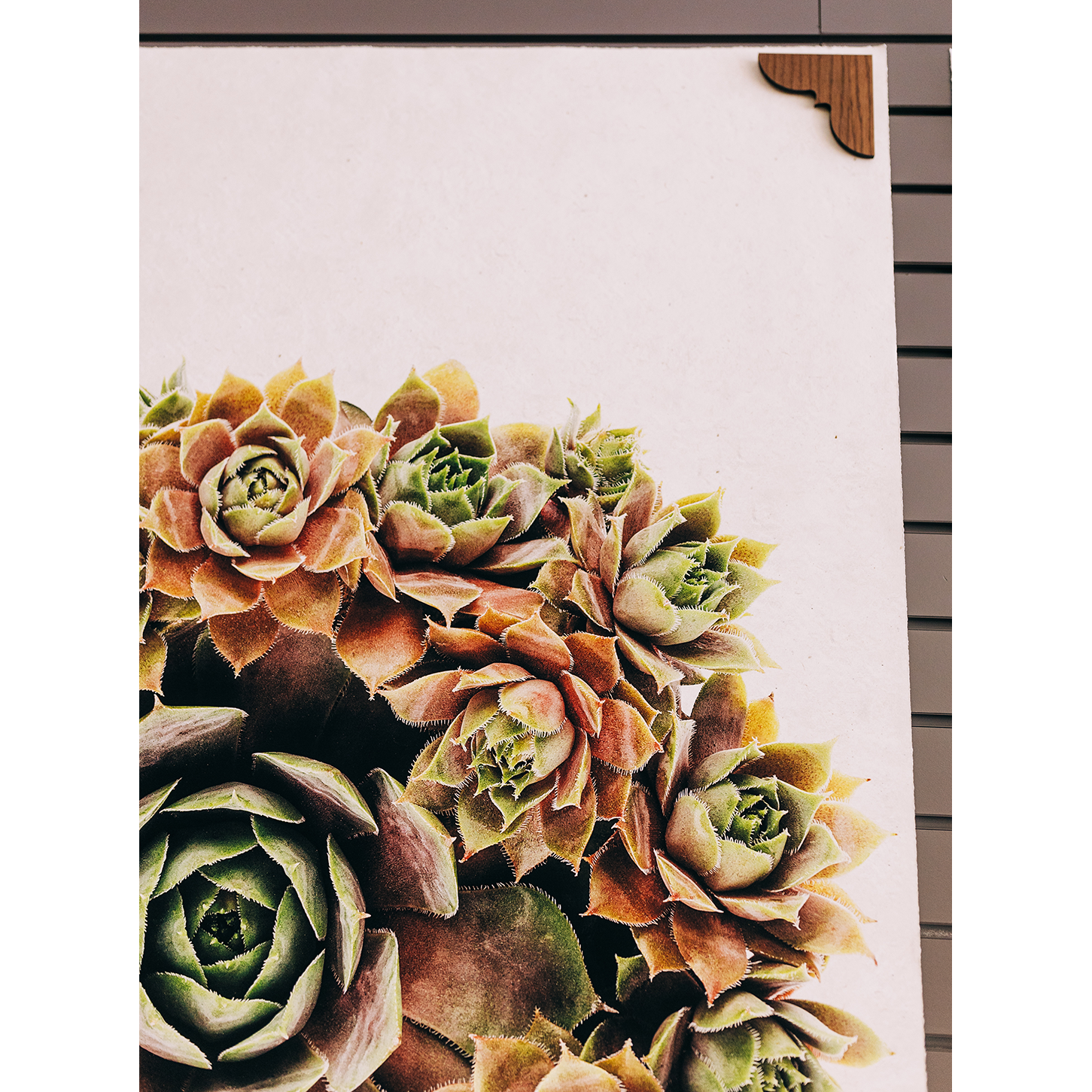 Close-up of a framed botanical artwork featuring a cluster of succulents with green and orange leaves. The frame, secured by Corner Hangers, has wooden corner accents and is set against a background of horizontal gray siding. The succulents are arranged in a circular pattern, creating a visually striking composition.