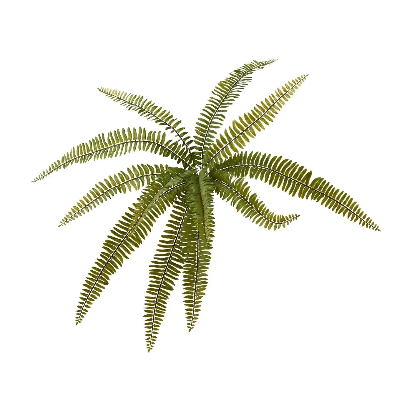 A Fern (20.5") with multiple long, narrow fronds radiating outward from the center. The fronds are composed of numerous small leaflets arranged in pairs along both sides of a thin central stem. The fern is displayed against a plain white background.