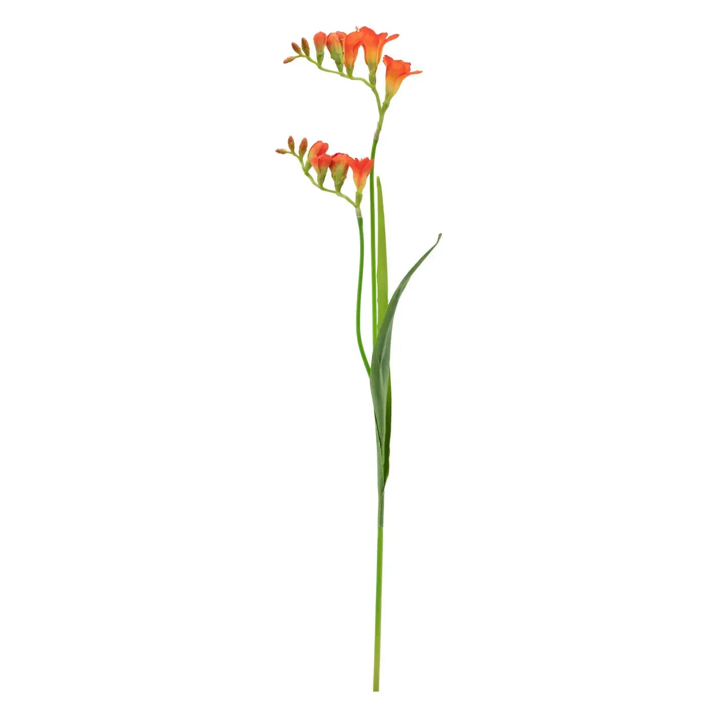 A vibrant single Freesia Bloom (33") in orange, featuring multiple trumpet-shaped flowers and green leaves arrayed along the top of its elegantly curved stem. The white backdrop accentuates the exquisite details of each petal and leaf.