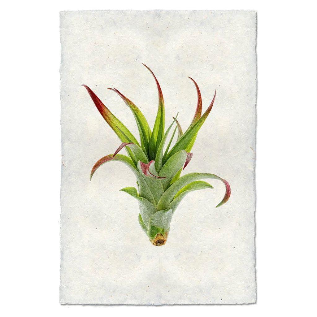 The product, Grand, S. Pupureum (1), showcases a watercolor illustration of a small air plant with thick green leaves accented by reddish tips. It's set against the backdrop of handmade English Watercolor Paper, whose off-white texture and archival quality enhance the graceful outward curve of the leaves for a dynamic presentation.