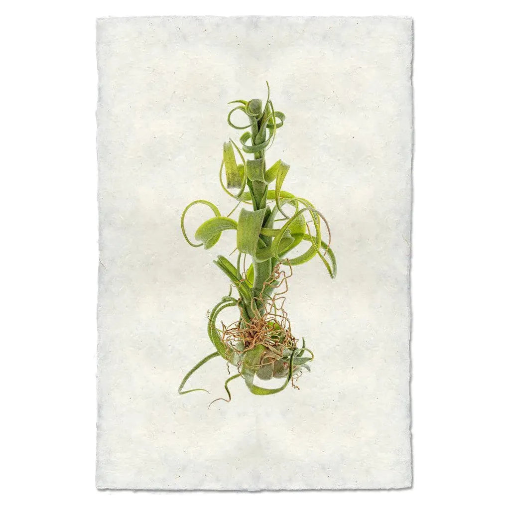 A Tillandsia Capitata v. Balbisiana (3) air plant, known for its vibrant green color and spiraling leaves, is set against a textured white background reminiscent of handmade paper. Its compact base and thin, twisting leaves extend outward, giving it a dynamic and playful look, which is accentuated by the subtle linen-like texture of the background.