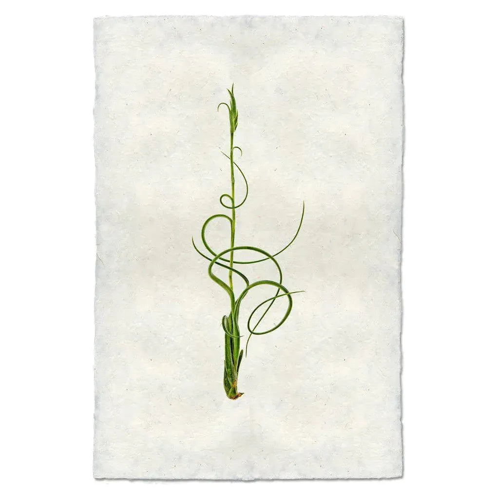 A vertical, green Airplant, Tillandsia Capitata v. Balbisiana (4) with curling tendrils is centered on a textured handmade paper background. The intricately spiraled tendrils create an elegant, natural design. This simplicity and contrast highlight the plant's delicate form against the rough, off-white surface of these unique images.