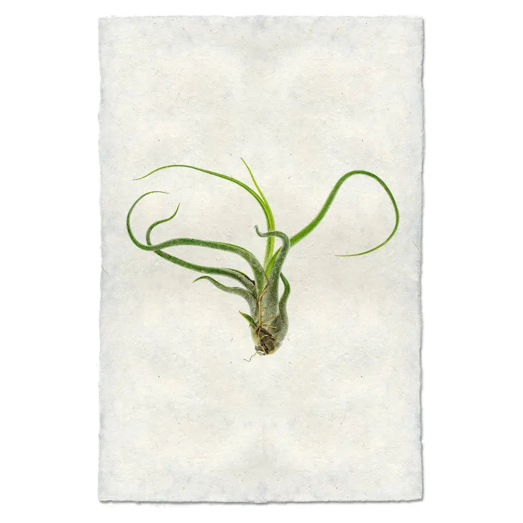 One Tillandsia Caput-Medusae air plant, with its long, slender green leaves elegantly curling in various directions, is showcased on a textured white handmade paper from Nepal, offering a minimalistic and natural aesthetic to these distinctive images.