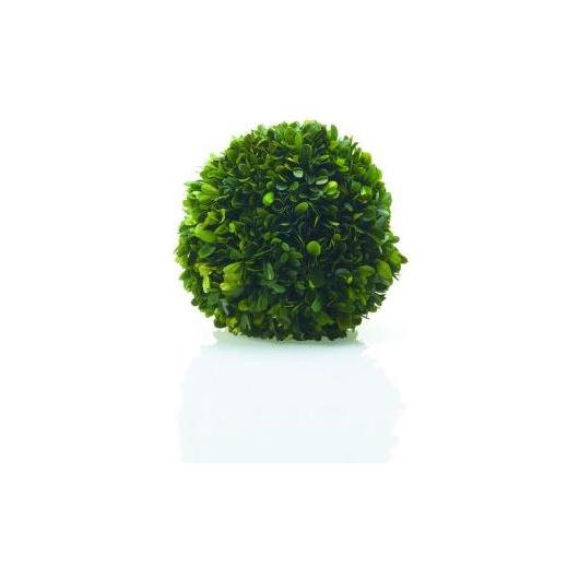The lush green Boxwood Sphere stands out against a simple white backdrop, with its tightly arranged leaves forming a dense, symmetrical ball. It casts a gentle reflection on the sleek surface beneath it, imparting an aura of refined elegance.