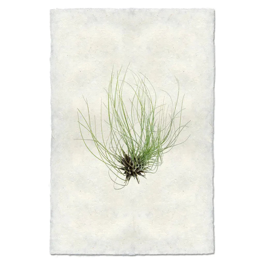 The Tillandsia Fuchsii air plant, with its slender, spiky green leaves, is elegantly displayed against a backdrop of textured handmade paper. Its small, dark base beautifully contrasts with the pale background, creating a unique and minimalist composition that reflects the artistry of Nepal.