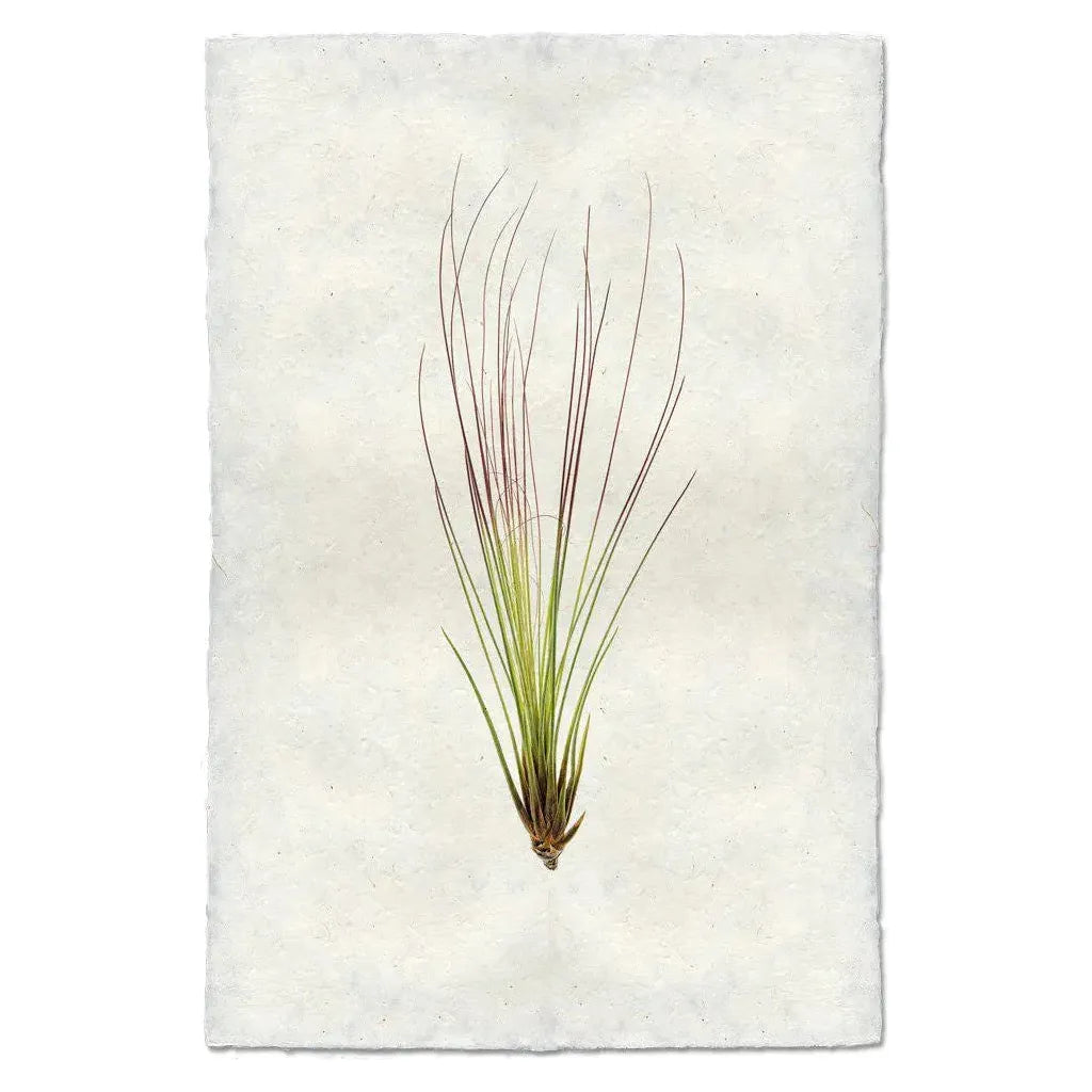 An illustration of the Airplant, Tillandsia Juncifolia (7), showcasing its long, narrow leaves with green hues and purple tints stretching upwards. The artwork is placed against a textured light beige backdrop, reminiscent of handcrafted paper from Nepal, which enhances the natural and organic essence of this distinctive piece.