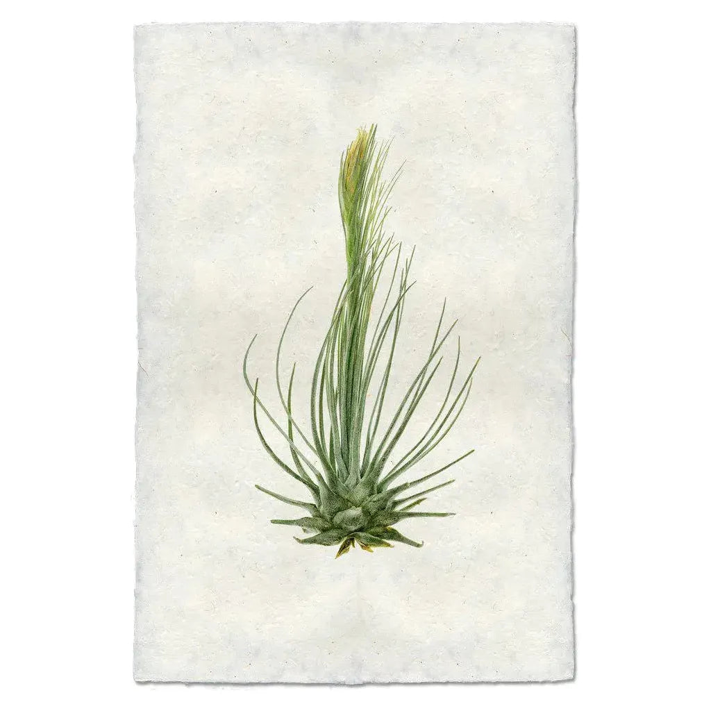A watercolor illustration of a single Tillandsia Plumosa air plant adorns handmade paper with a light, textured background. Its long, slender green leaves curve upwards in a fan-like shape, emphasizing its natural beauty. This delicate artistic style highlights the fine details and captures the unique texture and color variations of the leaves.