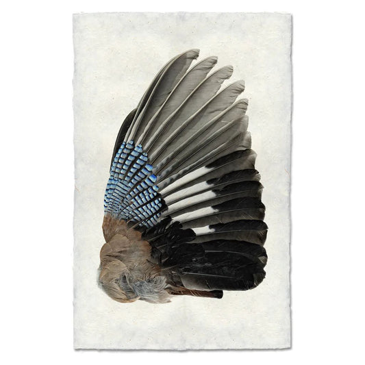 Blue Jay Wing (Right)