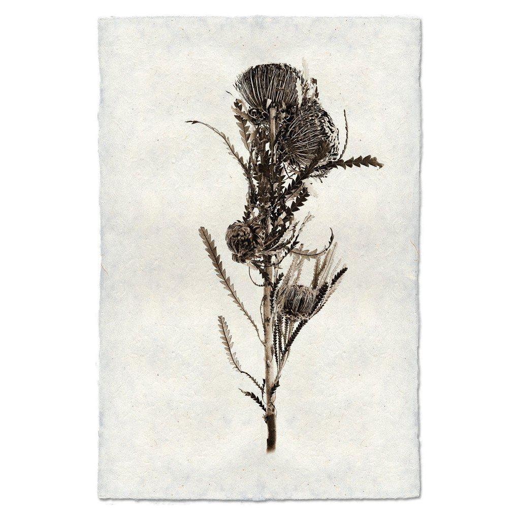 A botanical illustration of a single Banksia stem with spiky leaves and three round, textured flower heads is centered on rich handmade paper, highlighting the plant’s vintage appeal and the paper’s superior strength and texture.