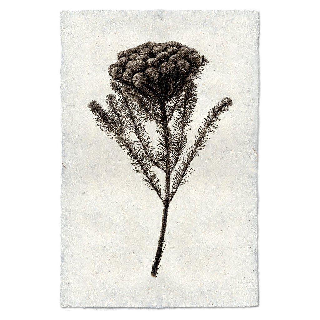 The Brunia product features a detailed illustration of a flowering plant with a cluster of small, round, dark flowers atop a long stem, set against textured handmade paper. The fine, needle-like leaves extend horizontally, enhancing the vintage botanical print look and evoking unique images reminiscent of Nepalese artistry.