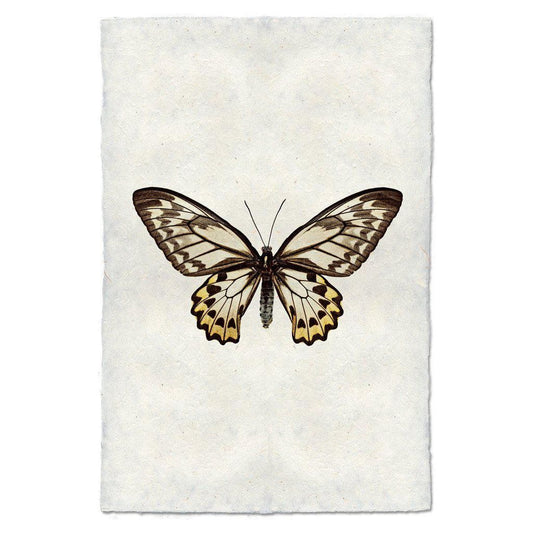 Butterfly (12)