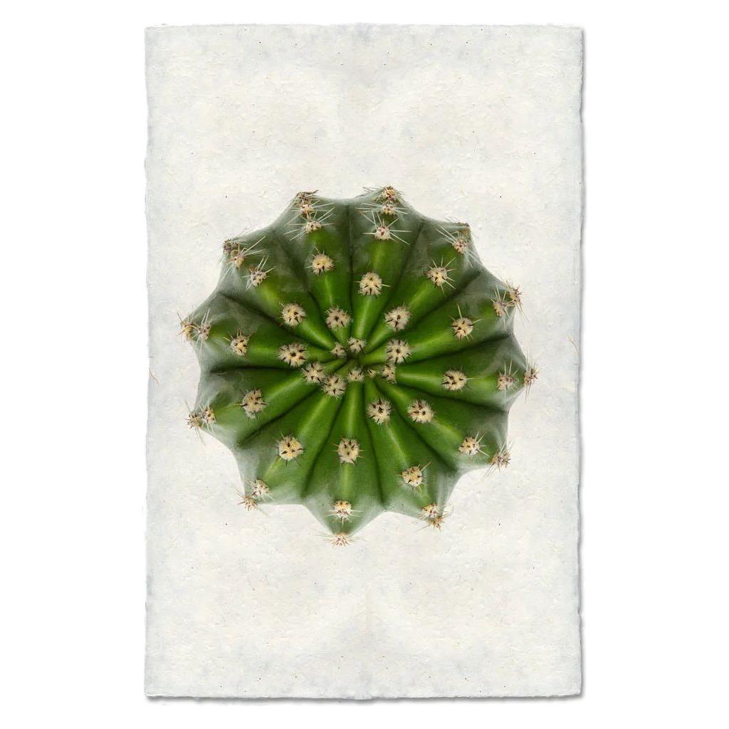 Top view of the Grand, Domino Cactus with radial symmetry on a textured white background that resembles English Watercolor Paper. The cactus's distinct ridges and small clusters of spines create a star-like pattern, while the archival quality backdrop enhances its vibrant green color.