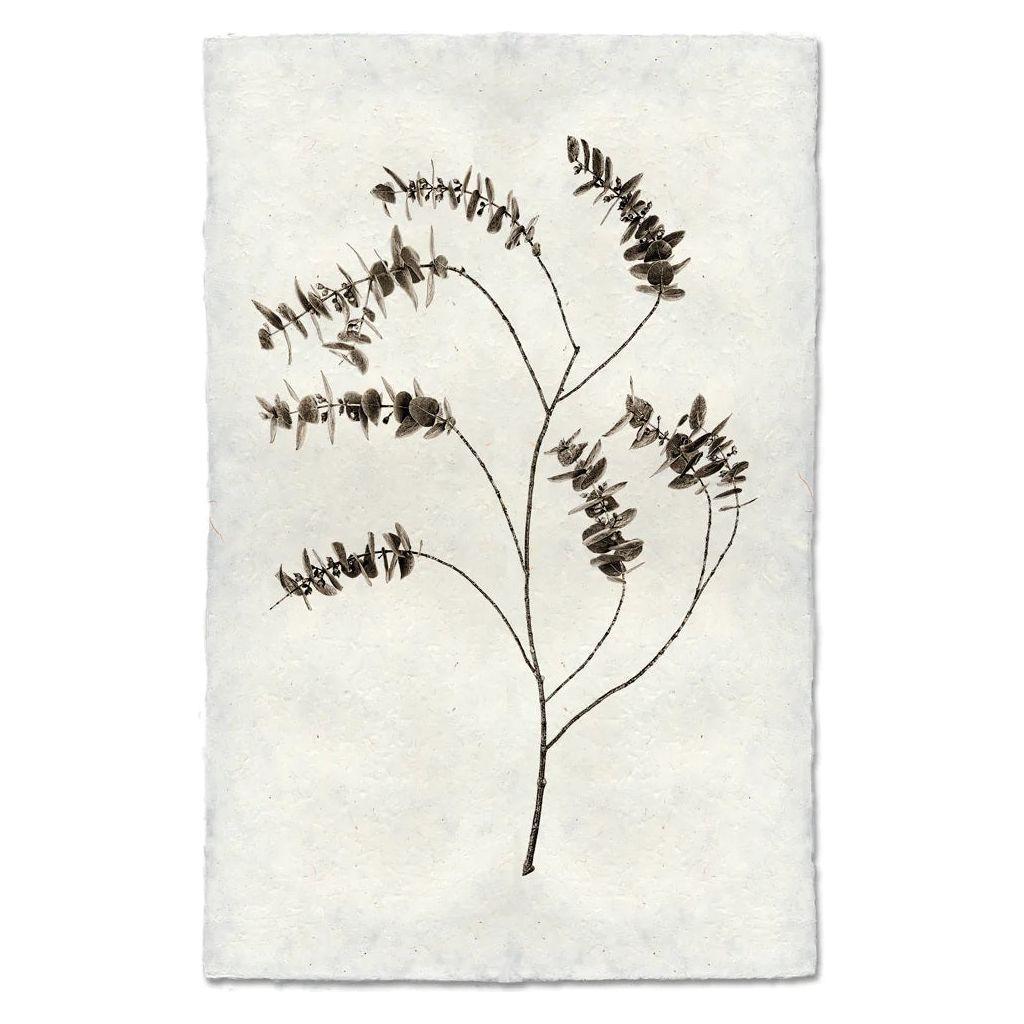A botanical illustration of a Eucalyptus plant with delicate, thin branches and clusters of small, elongated leaves. Rendered in muted brown tones against the textured backdrop of handmade paper, the minimalist design emphasizes the intricate details of the stems and leaves, creating truly unique images.