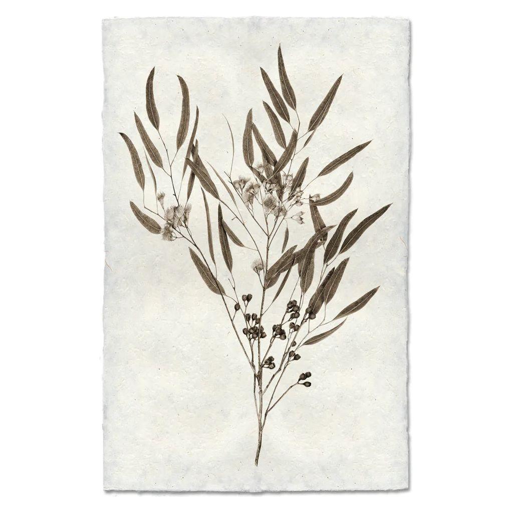 A botanical illustration of a eucalyptus branch, shown on a textured, handmade paper background. The branch is adorned with elongated leaves and clusters of small round flowers or buds, rendered in shades of muted brown. The overall style is delicate and detailed, conveying a vintage and natural aesthetic through unique images. Product: Eucalyptus (6)