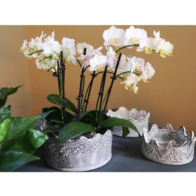 A group of white orchids with light pink centers sits in a round gray pot with vintage lace designs. Nearby are two Casado Crown Vessels—gray, crown-shaped, handcrafted ceramic bowls—against a beige backdrop with green foliage on the left.
