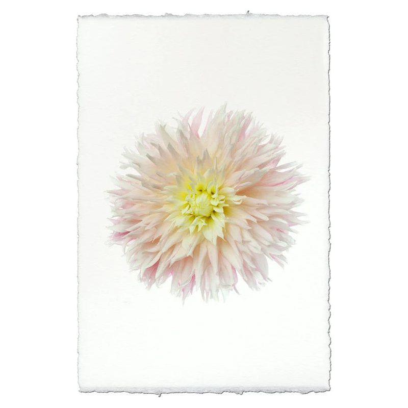 Centered on a white, handmade paper background with rough edges is a delicate arrangement from "Dahlias, Just Married," featuring pale pink and cream dahlias. The petals fan outward in a soft gradient, creating a dreamy and serene appearance that highlights the intricate details and rich texture of the piece.