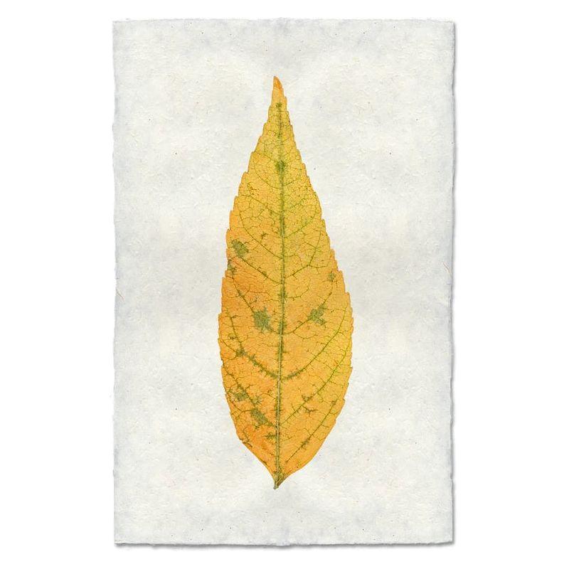 An Ash Leaf, narrow and pointed with visible veins and green patches, is centered vertically—tip up—on textured handmade Nepali paper. The single yellow-orange leaf stands out for its symmetry and natural detail.