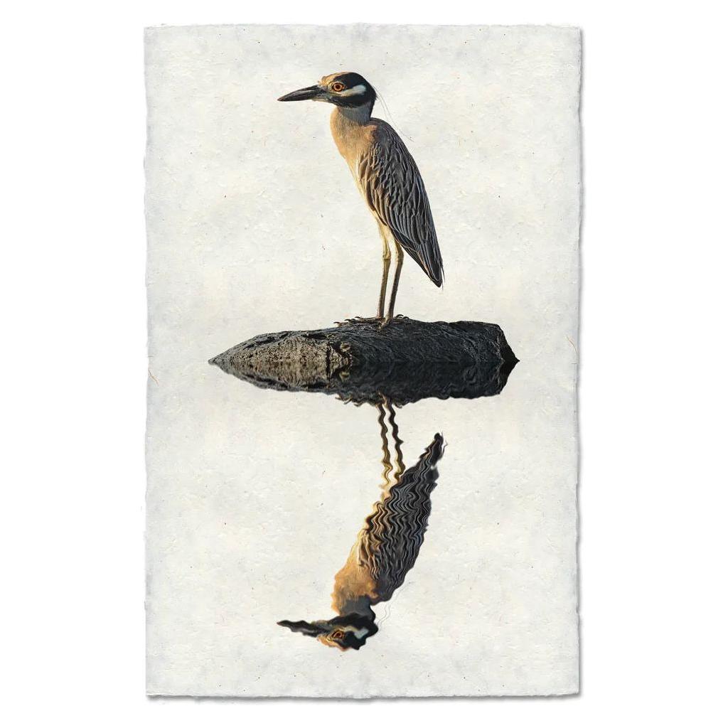 A bird with brown and white plumage stands on a log in calm water, its reflection clearly visible below. The background is plain and light-colored, drawing attention to the bird and its mirror image in the serene water, reminiscent of an artwork on Grand, Night Heron.
