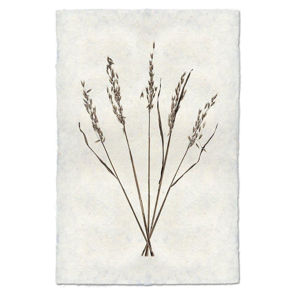 The Grand, Oat artwork showcases seven slender stalks of dried grass arranged in a fan shape. The delicate seed heads are set against a textured, off-white background crafted from handmade English Watercolor Paper, known for its 100% cotton rag composition and archival quality, offering a touch of natural minimalism.