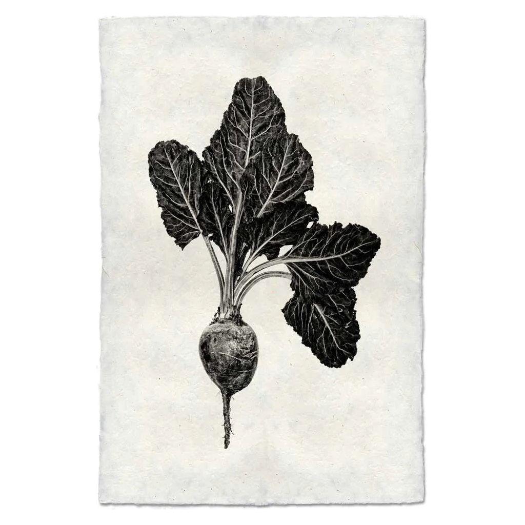 A black and white illustration of a beet with large, leafy greens is beautifully rendered on handmade English watercolor paper. The detailed drawing showcases the texture of the leaves and bulbous root, set against a plain, textured background for an archival quality finish.