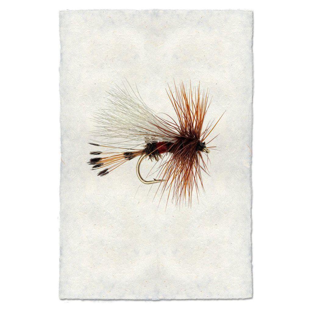 A detailed image of the Grand, Royal Wulff fly fishing lure printed on 100% cotton rag paper, featuring a metallic hook and bushy brown hackle. With a body adorned in red and black bands and wispy white and black tail fibers, this artwork set on handmade English watercolor paper mimics an insect to attract fish.