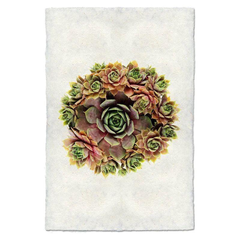 An illustration of a succulent arrangement featuring the Grand, Tillandsia Brachii with green and pink leaves sits in the center of a white, textured paper background. The succulents form a circular pattern, with a larger central succulent surrounded by smaller ones, creating a symmetrical floral appearance on luxurious handmade English watercolor paper from Cuthbert's Mill.