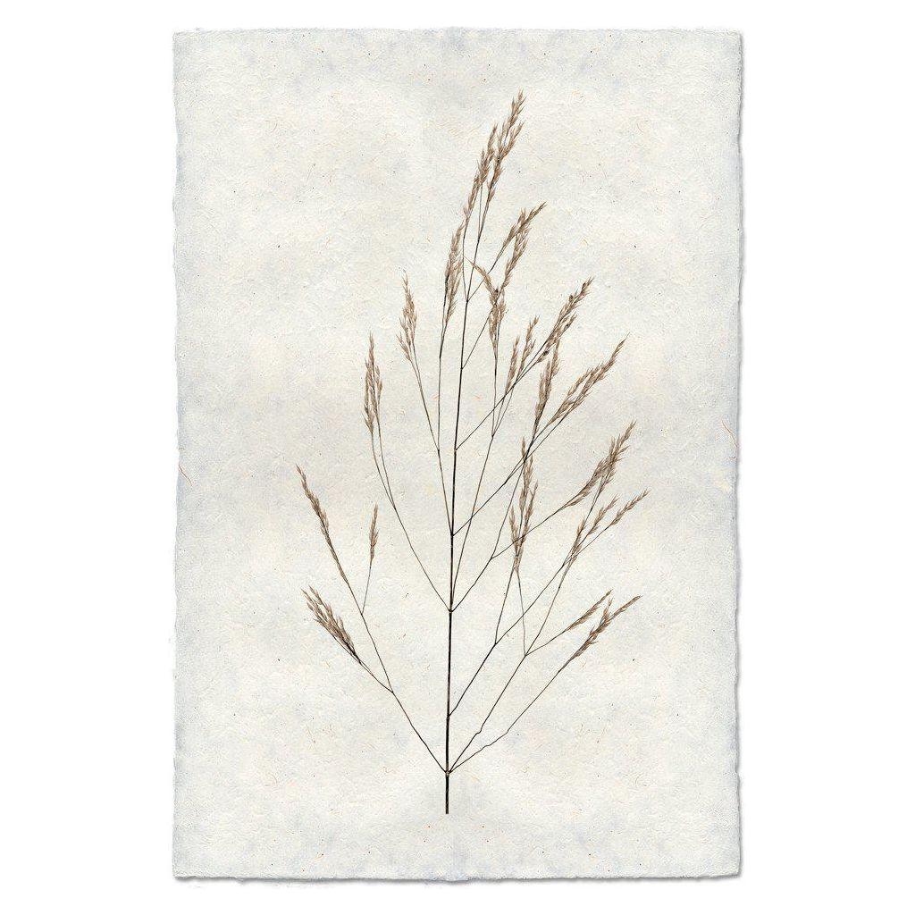 Illustration of Grand, Wheat with delicate brown grass stems featuring fine, feathery tips arranged in a branching pattern against textured, handmade English watercolor paper. This minimalist botanical design captures natural elegance and simplicity, ideal for enhancing sophisticated home decor.