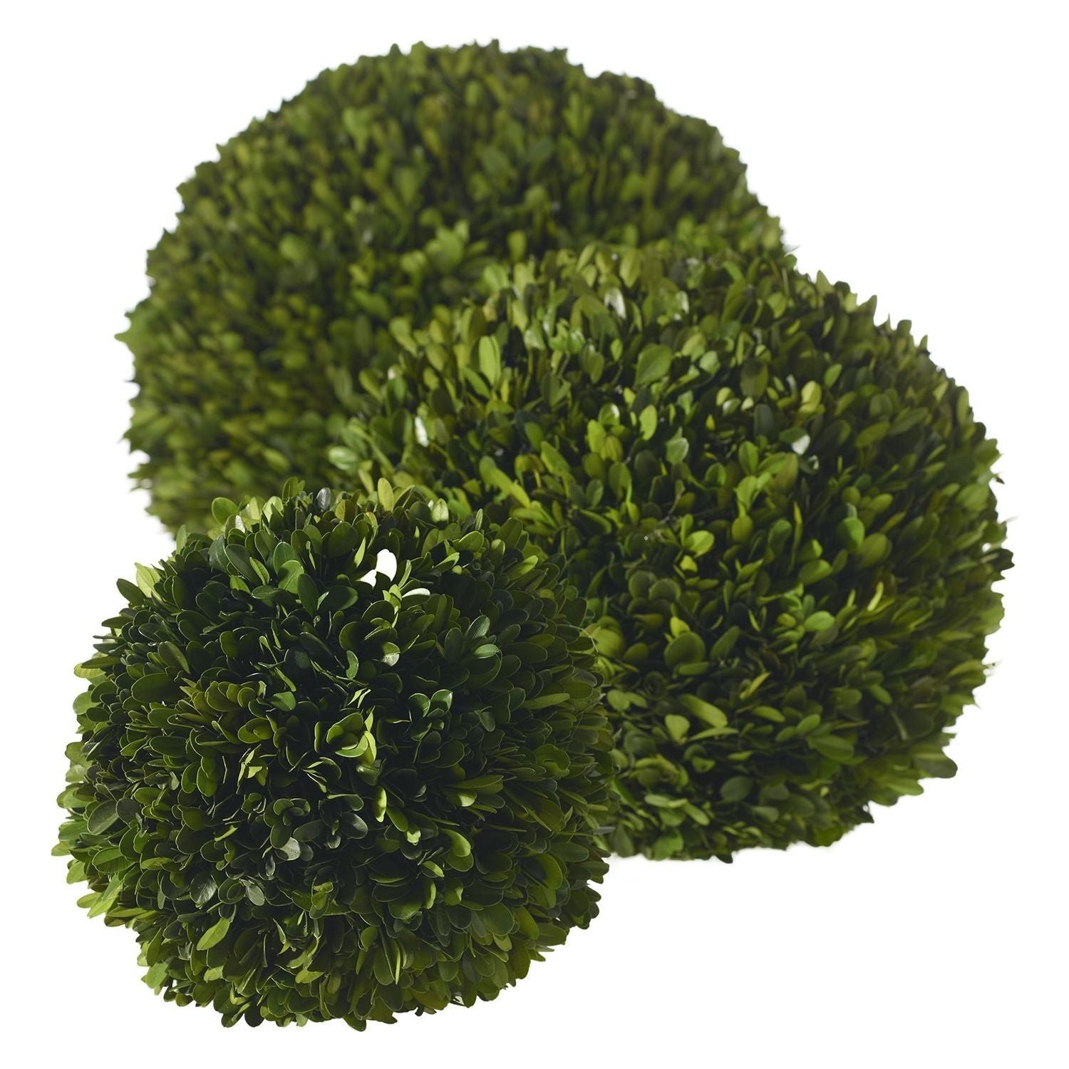 A set of three sophisticated Boxwood Spheres is arranged in a staggered line. The lush greenery and densely packed leaves provide a vibrant and uniform texture, while the slight variation in size among the spheres adds depth and timeless elegance to the arrangement.