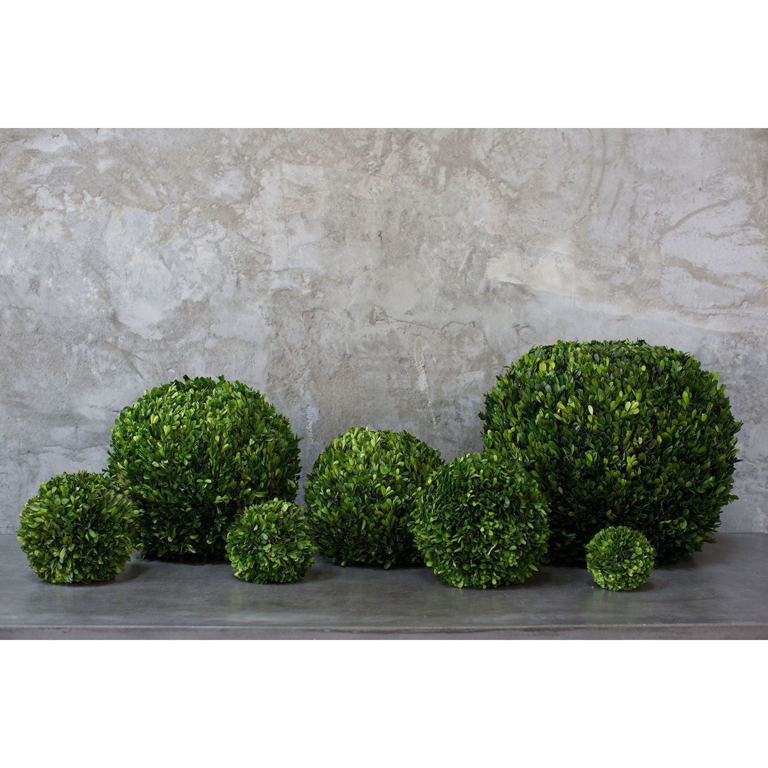 An array of elegant Boxwood Spheres, each embodying timeless sophistication, is displayed on a sleek gray surface against a textured gray backdrop. The vibrant green spheres are aligned in a sequence with dimensions that seamlessly expand from the smallest at the ends to the largest in the center.