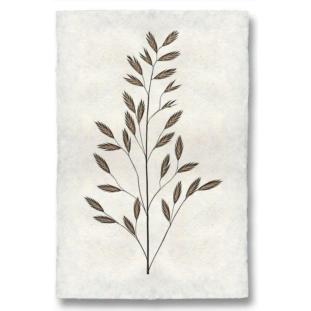Illustration of a tall, slender plant featuring multiple branches and elongated, pointed leaves. The plant is depicted in dark brown against a textured, off-white background reminiscent of Cuthbert's Mill archival quality English Watercolor Paper, which gives the Grand, Burr an elegant and natural appearance.