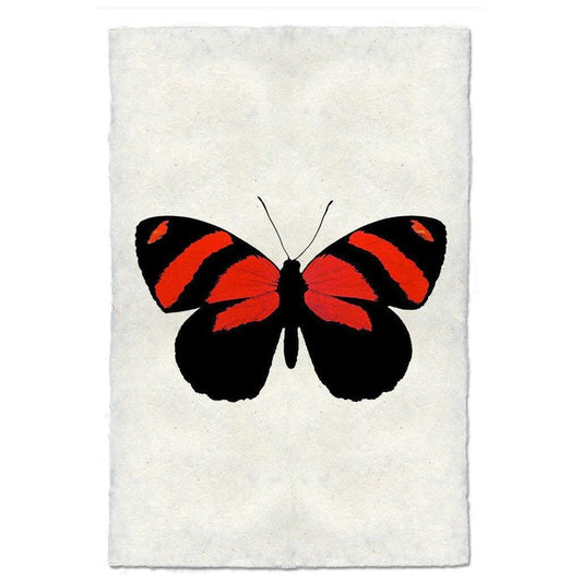 Butterfly (10)