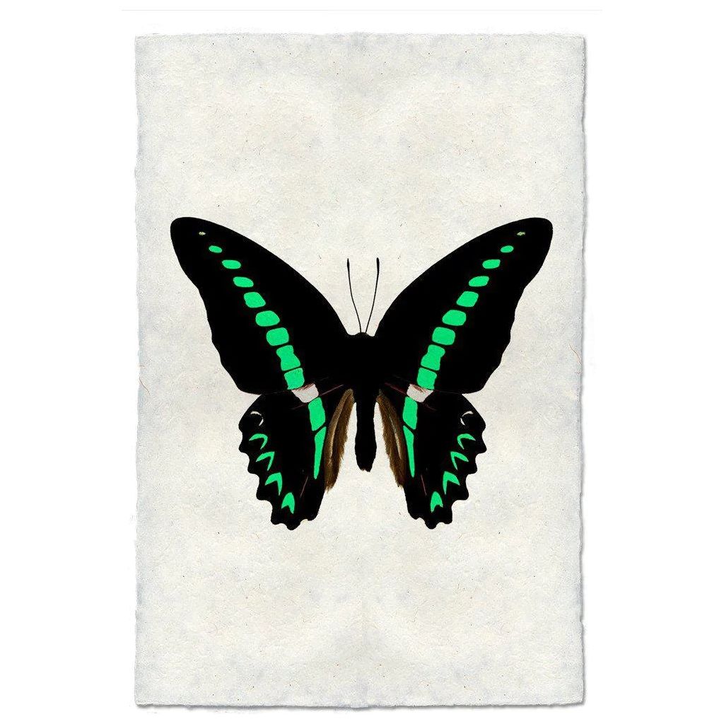 Butterfly (11)