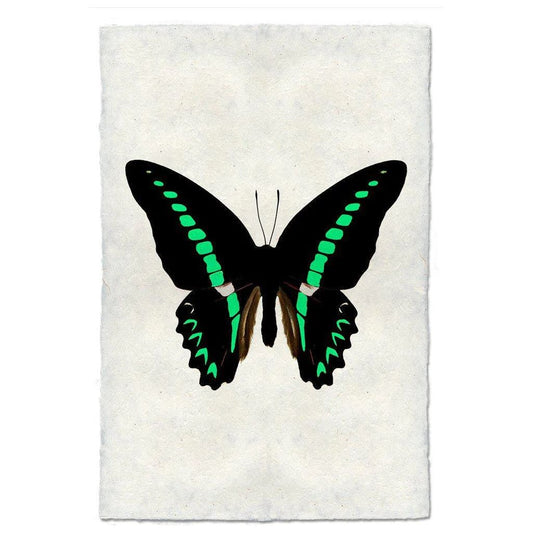 Butterfly (11)