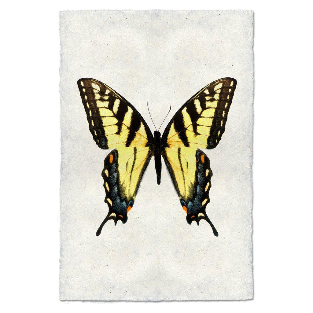 Butterfly (3)