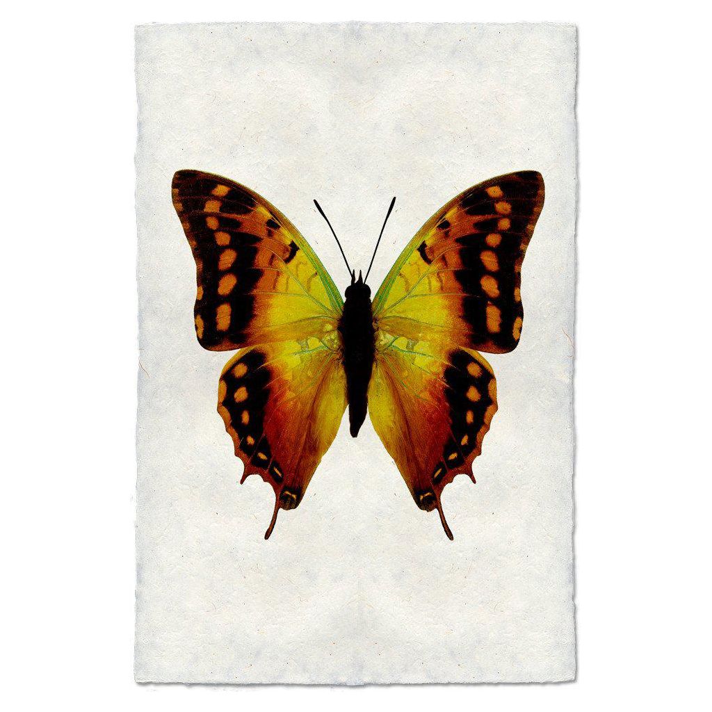 Butterfly (4)