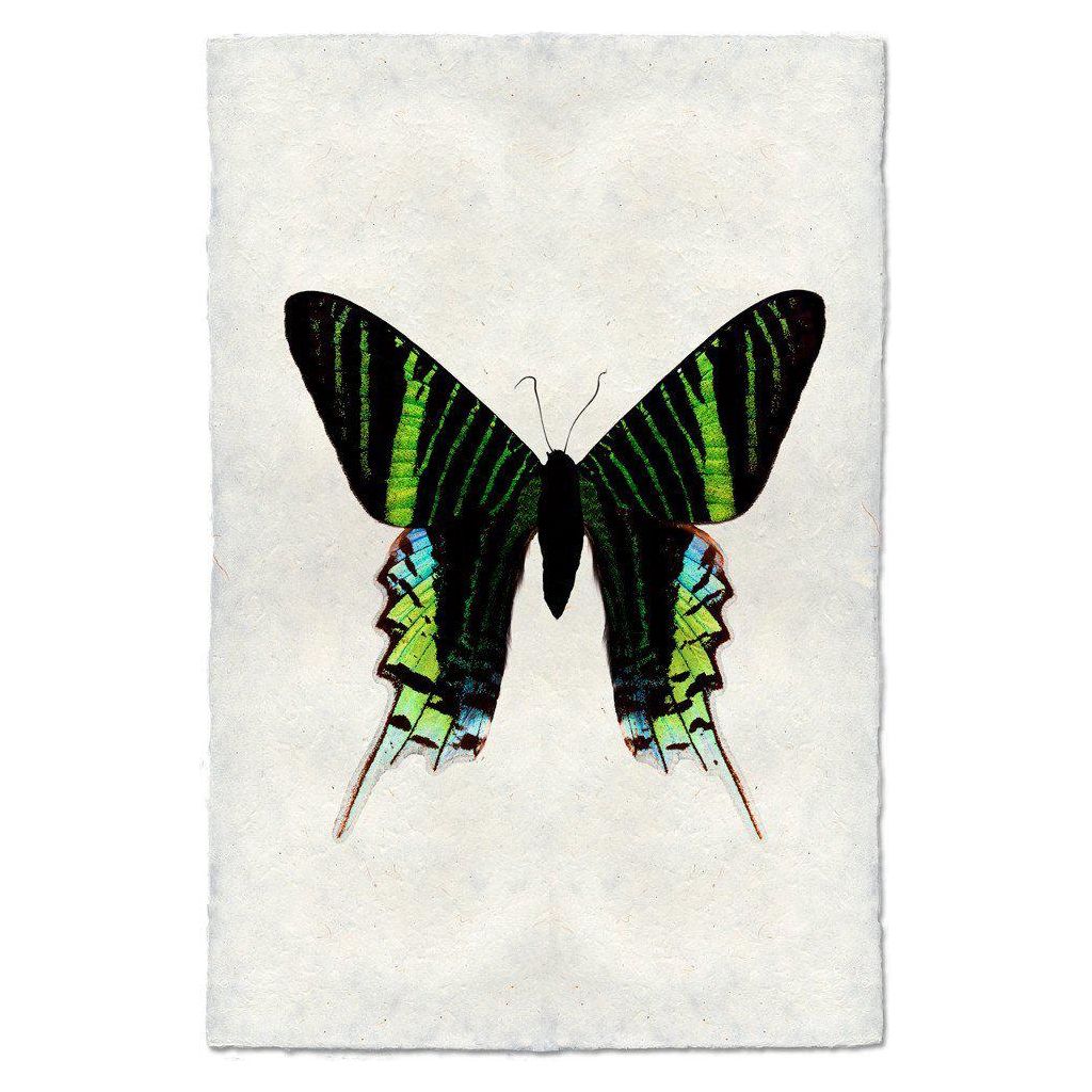 Butterfly (7)