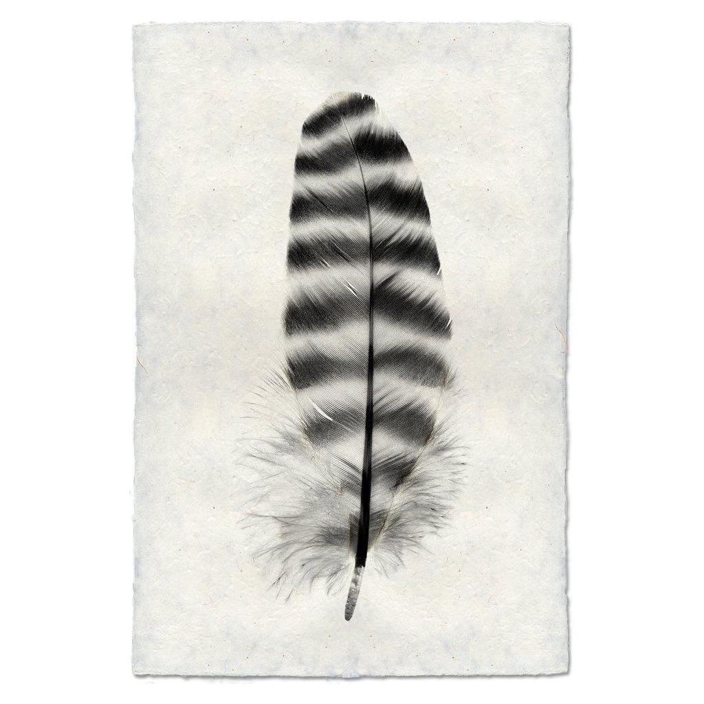 A Barred Rock Hen feather is centered on a textured backdrop resembling handmade paper from Nepal. The feather showcases alternating dark and light bands in its black and white striped pattern, featuring fluffy, soft barbs at the base, creating a striking and symmetrical design that captures unique images of natural beauty.