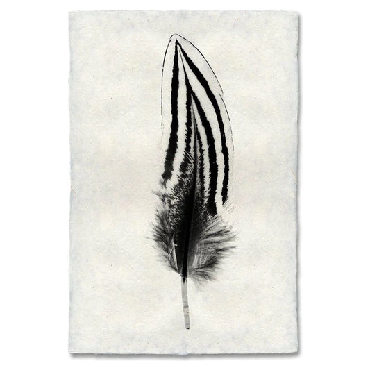 Feather, Silver Pheasant