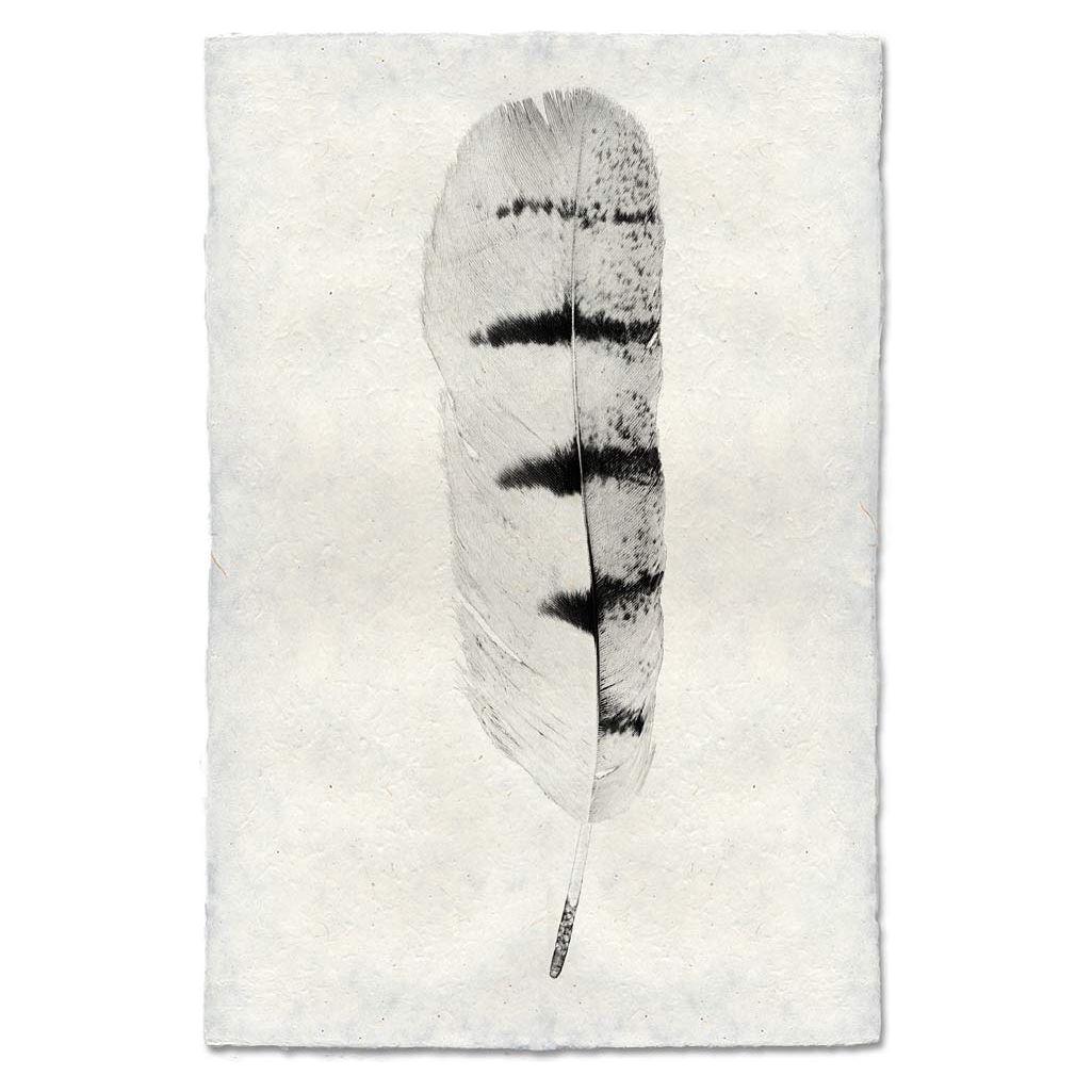 A single, medium-sized Feather, Hawk with black and white striations is centered against a light, handmade paper background. The feather's white base gradually transitions to a pattern of black horizontal stripes that become more pronounced near the top. The edges of the paper appear slightly frayed.