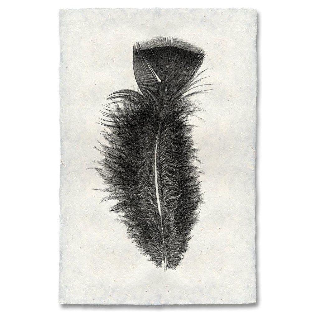 Detailed illustration of a single black turkey feather with wispy, textured barbs and a prominent central shaft, set against light, handmade paper from Nepal. The Feather, Turkey (10) showcases fine details in its structure, creating a striking contrast with its unique background.