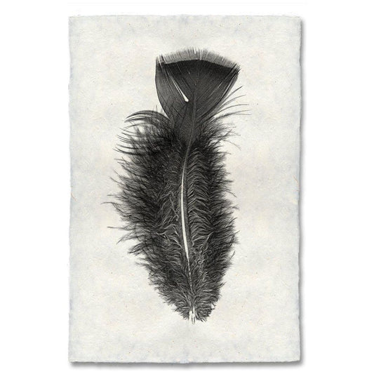Feather, Turkey (10)