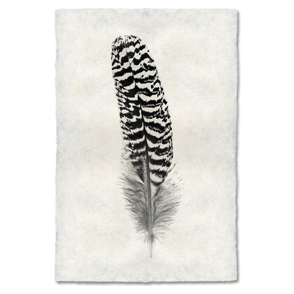 Feather, Mottled Peacock Wing Quill