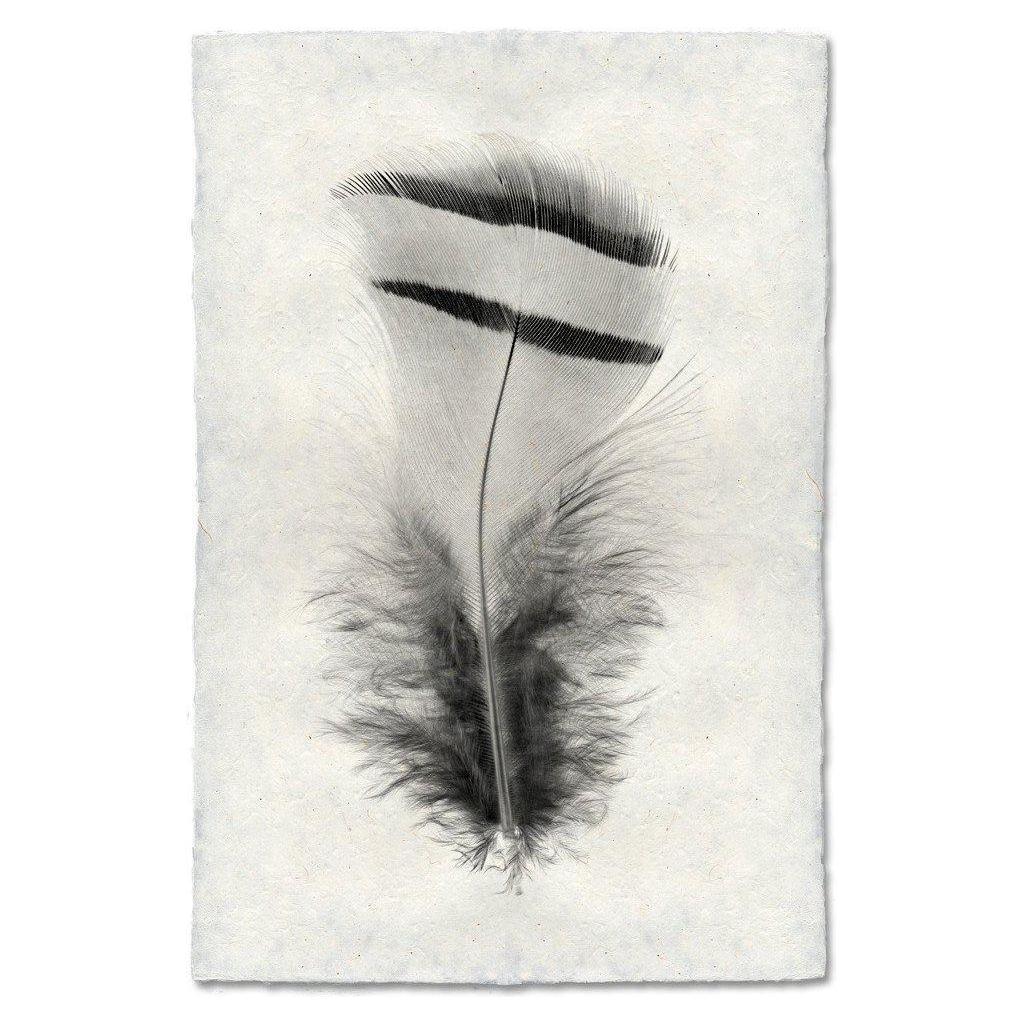 Set against a plain, light grey background on English Watercolor Paper, the "Grand, Chuckar Partridge" features a delicate single feather. It has a central black strip with two additional parallel black stripes near the top. The lighter parts are fluffy and soft, creating a striking contrast with the more defined striped sections, giving the feather an appearance that is both fragile and airy.