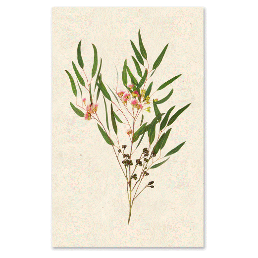 Illustration of the Grand, Flowering Eucalyptus with slender green leaves and clusters of small pink and yellow flowers. The eucalyptus branch extends diagonally across a textured, light beige background, similar to vintage botanical prints on handmade English watercolor paper, enhancing its unique texture.